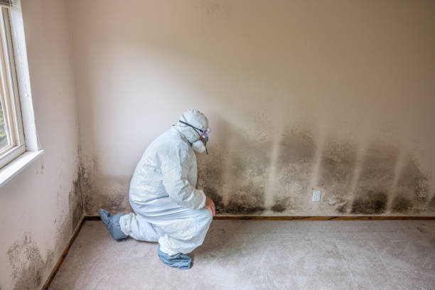 Why You Should Choose Our Mold Remediation Services in Montpelier, VT